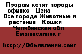 Продам котят породы сфинкс › Цена ­ 4 000 - Все города Животные и растения » Кошки   . Челябинская обл.,Еманжелинск г.